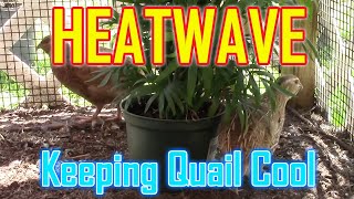 HEATWAVE - Keeping Coturnix Quail Cool