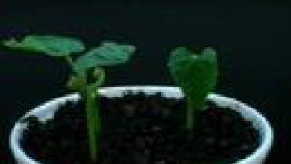 Time Lapse of Plants Growing 2