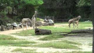 Giraffes at Riverbanks Zoo  Columbia, SC  10-5-2009