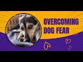 Best Ways to Train a Fearful Dog: Solid K9 Training