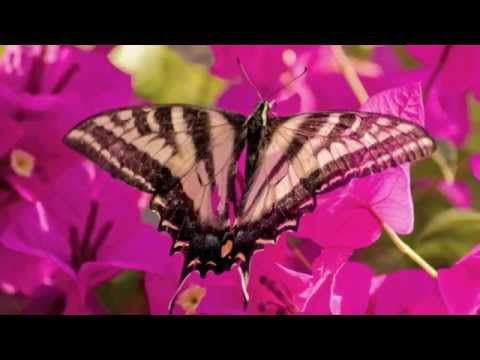 Sing We and Chant It – Thomas Morley