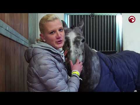 Beitrag Familie Mahler | Hannoveraner Züchter | Körung des Hannoveraner Verbandes 2017