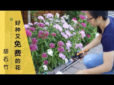 種花草