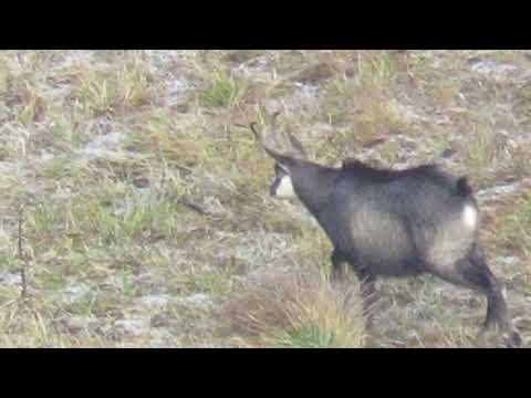 Maschio di camoscio in amore gamsbrunft