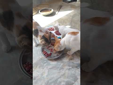 cats  lunch