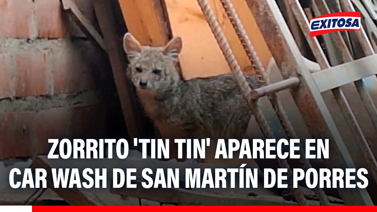 🔴🔵Tras el hallazgo de zorro en San Martín de Porres, esperan intervención de Serfor