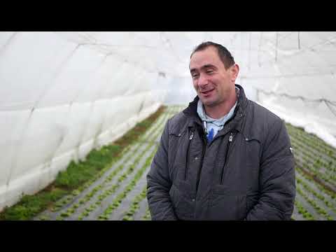 Naša priča ep. 283 21.01.2021. Titel, Vilovo, Nenad Panić, plastenička proizvodnja