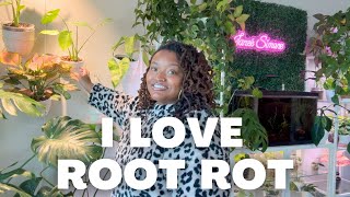 Root Rot Rescue | Repotting my Aglaonema's and Monstera Care