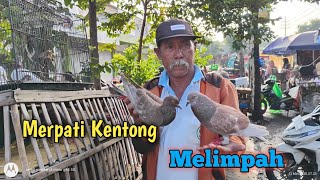 Download lagu ABUNDANT DOVE DOGS.// Poultry Market Along Sidoarjo Park. mp3