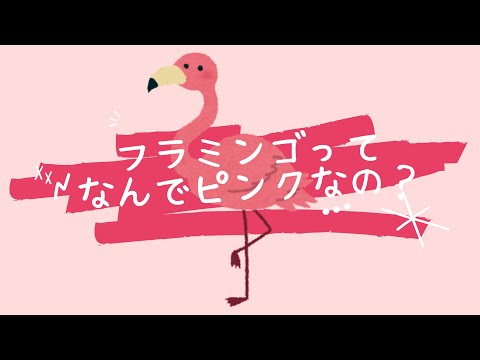 フラミンゴはなぜピンク色なのか