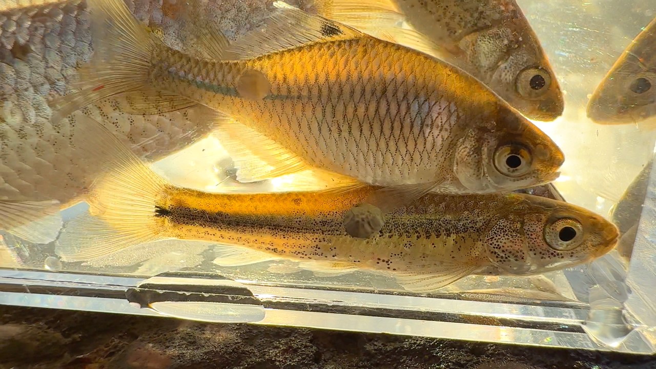 汚い川で綺麗な魚を捕獲。七色の魚、モツゴ、フナ。