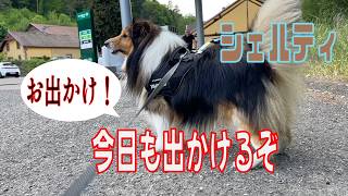 【シェルティ】今日も出かけるぞ【フランス田舎暮らし🇫🇷】#犬の散歩 #賢い犬 #犬のいる暮らし #マイペースな犬