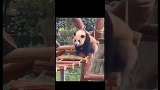 ただパンダが落ちていくだけ。それだけなんだけど... #アニマル #動物 #パンダ