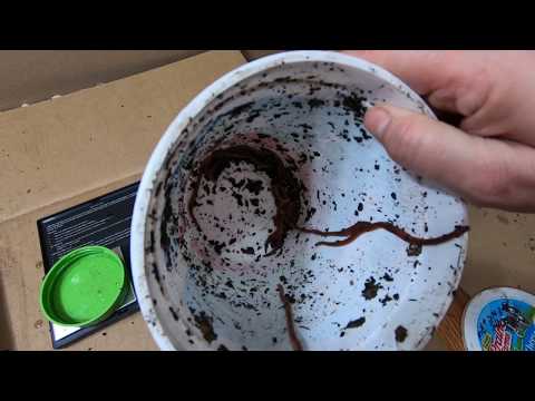 European Night Crawlers How Big Do They Grow?