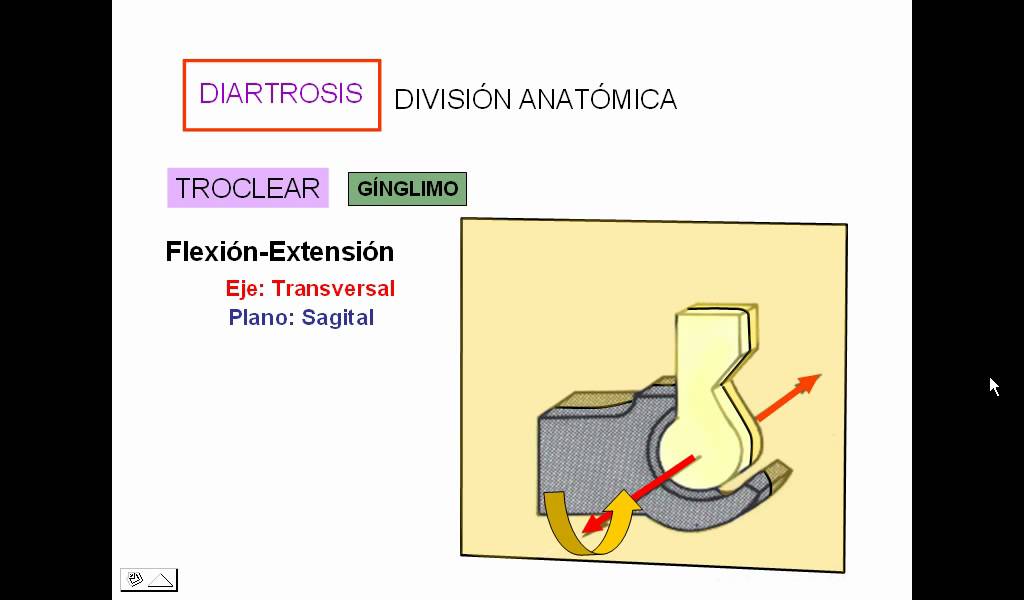 1  Generalidades de articulaciones
