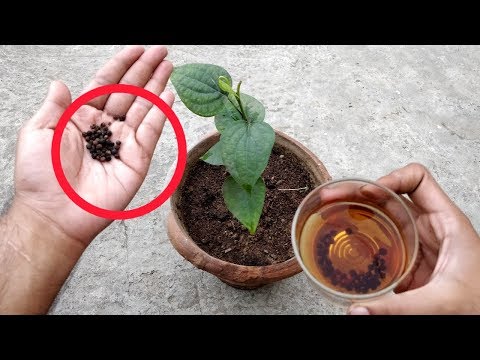 Right way to grow black pepper