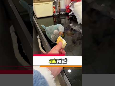 Když si zvířata vyberou svůj chléb #petreactions #funny #shorts