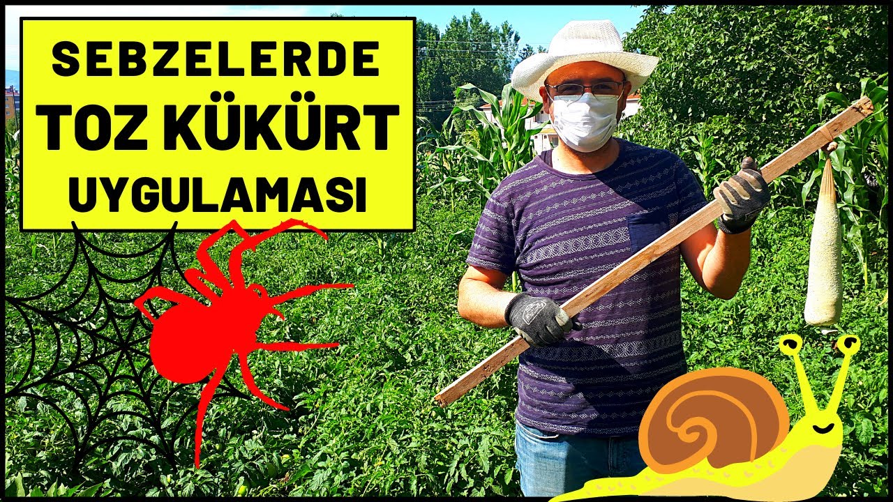 Sebzelerde Toz Kükürt Kullanımı ve Uygulaması