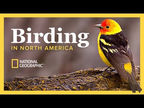 The National Geographic Guide to Birding in North America | Wondrium