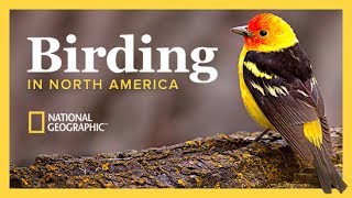 The National Geographic Guide to Birding in North America | The Great Courses