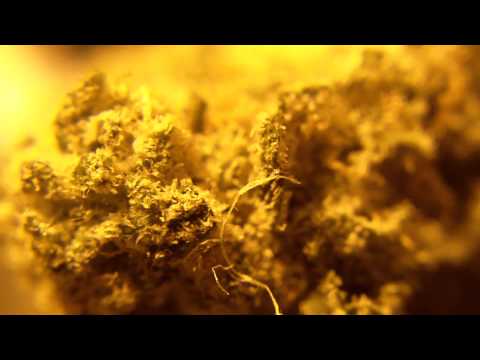 Ep 34 - 1080p SUPER CROPPING Prt2 Hydroponics WEED GROW Sagarmatha PURPLE PINECONE  2011