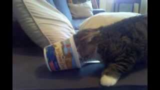 BUB! YOU'VE GOT YOGURT ON YOUR HEAD