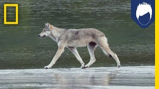This Island’s Rare Coastal Wolves Could Be In Danger | National Geographic