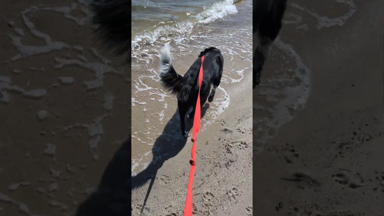 Enlarge LUFFY, an adopted Border Collie in Chincoteague Island, VA video 6/6