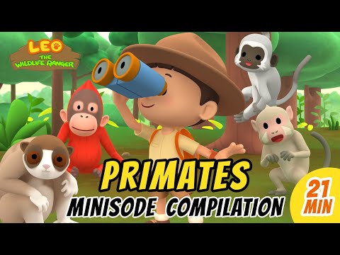 Primates Minisode Compilation - Leo the Wildlife Ranger | Animation | For Kids
