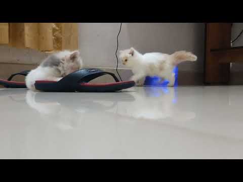 TENTION FREE 🐈🤡🪂🧚🌧️🍧✈️🚝🚗🚆