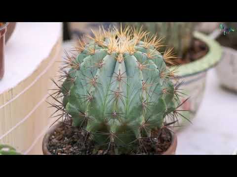 Ngã Tư Đường - Karaoke || Hồ Quang Hiếu