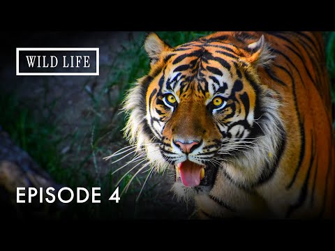 Surviving with the Tigers of the Sunderbans | Heroes Of The Wild Frontiers |  Episode 4