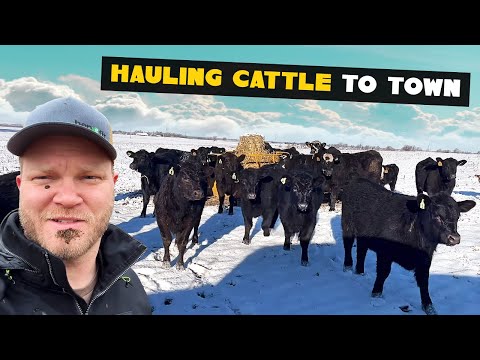 Sale Barn Day: Loading, Hauling, Buying and Selling Cattle