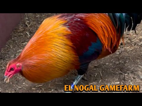 Mclean Hatch Grey Sweater - EL NOGAL FARM