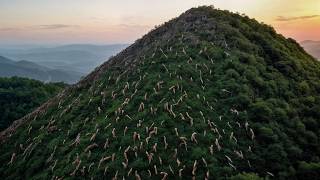 Milhares de ovelhas abandonadas em uma ilha： o que aconteceu depois deixou todo mundo sem palavras