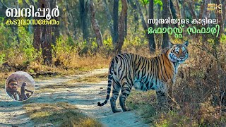 Forest Safari in Bandipur Tiger Reserve | JLR Safari package | Karnataka Wildlife
