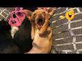 Funniest Animals on the Internet Right Now 😂 Funny Dog & Cat Videos 2026 DEFAULT Thumbnail