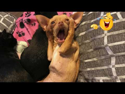 Funniest Animals on the Internet Right Now 😂 Funny Dog & Cat Videos 2026