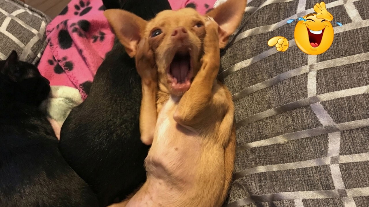 Funniest Animals on the Internet Right Now 😂 Funny Dog & Cat Videos 2026