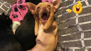 Funniest Animals on the Internet Right Now 😂 Funny Dog & Cat Videos 2026 MQDEFAULT Thumbnail