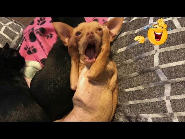 Funniest Animals on the Internet Right Now 😂 Funny Dog & Cat Videos 2026 SDDEFAULT Thumbnail