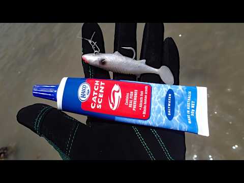 [Vol. 93] Barramundi by land based using Halco Catch Scent