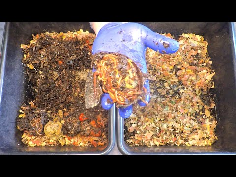 Fun 5th feeding of "original" red wiggler worms on day 52 - vermicompost