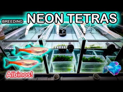 HOW TO BREED NEON TETRA FISH!
