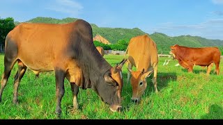 Download lagu Sapi Lembu Makan Rumput Di Sawah - Sapi Gemuk Gemuk mp3