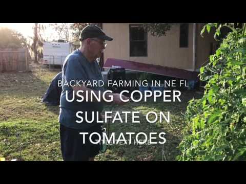 , title : 'Using Copper Sulfate on Tomatoes'