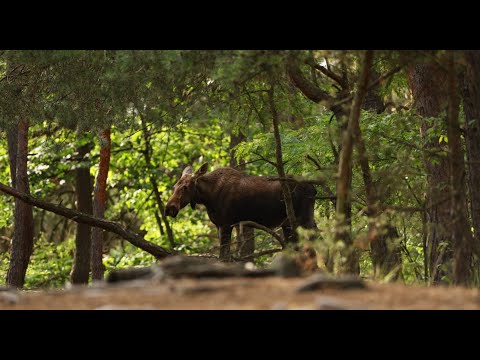 Bielany, the gateway to Kampinos