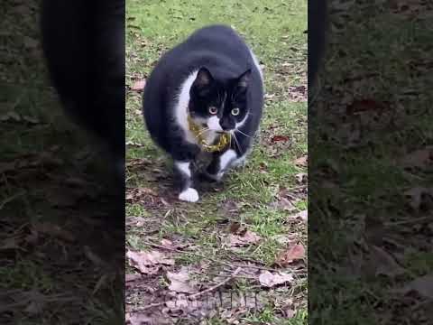 🐱Cat memes skibidi dop dop dop yes yes yes