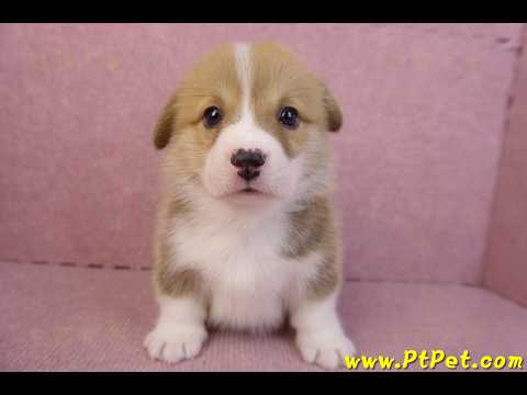 11/30雙色柯基犬公幼犬5號(高雄仁武)