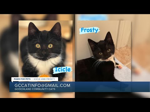 Paws for Pets: Icicle & Frosty, brothers who love to play together & cuddle - YouTube